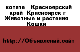 котята - Красноярский край, Красноярск г. Животные и растения » Кошки   